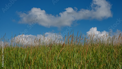 Ears of young green grass against a blue sky with white clouds.Web banner.