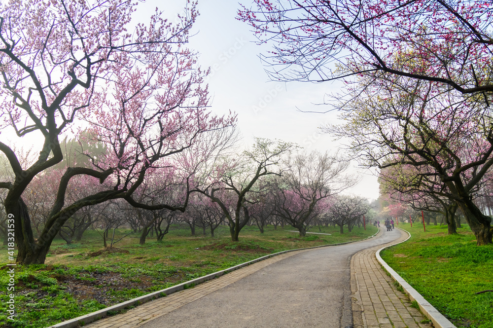 Spring plum blossoms and park scenery in East Lake Plum Garden in Wuhan, Hubei Spring plum blossoms and park scenery in East Lake Plum Garden in Wuhan, Hubei