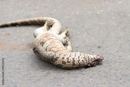 Kruger National Park: Monitor lizard killed by car