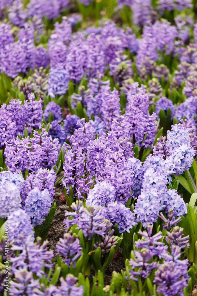 field of hyacinth