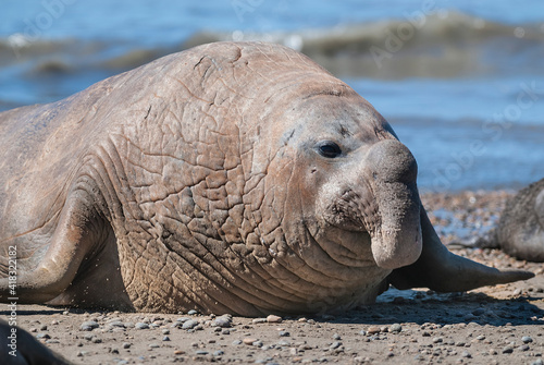 Fotografie Male elephant seal, Peninsula Valdes, Patagonia, Argentina