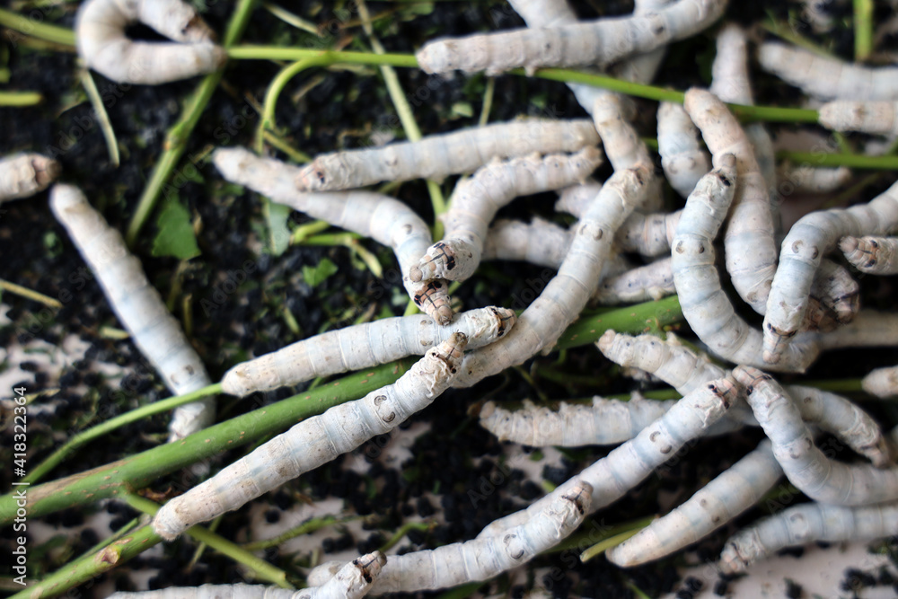 Fototapeta premium The silkworm is the larva or caterpillar of the domestic. It is an economically important insect, being a primary producer of silk.