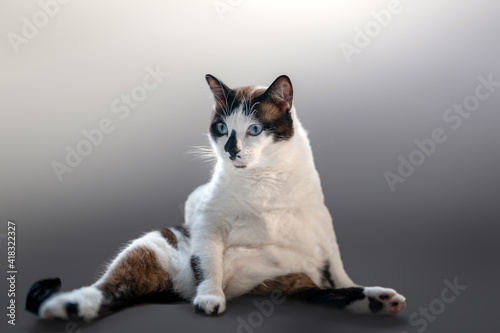 black and white cat with blue eyes with gray blackground