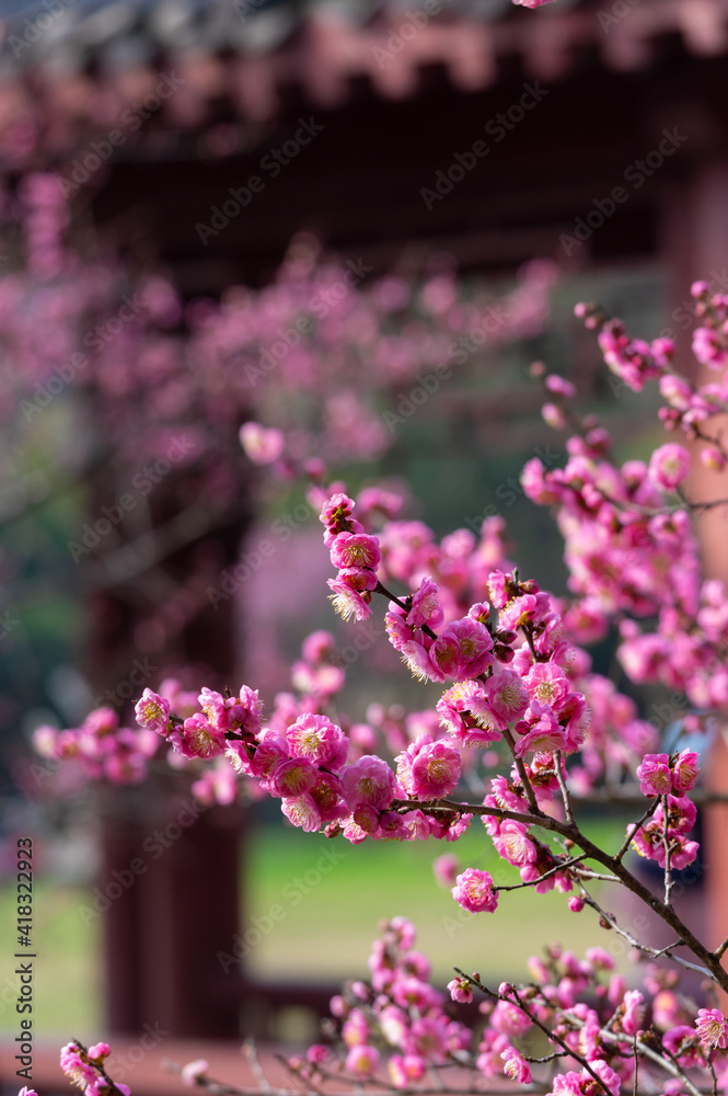 Fototapeta premium Spring plum blossoms and park scenery in East Lake Plum Garden in Wuhan, Hubei