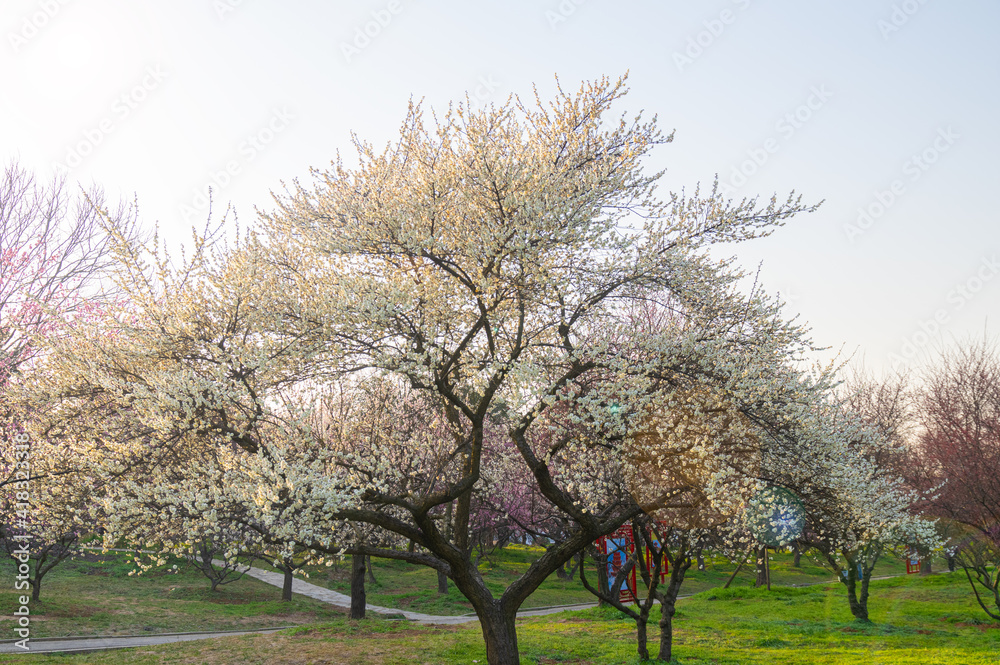 Spring plum blossoms and park scenery in East Lake Plum Garden in Wuhan, Hubei Spring plum blossoms and park scenery in East Lake Plum Garden in Wuhan, Hubei