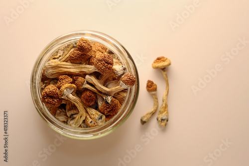 Dry psilocybin mushrooms on powder pink background. Psychedelic magic mushroom Golden Teacher. Medical usage. Microdosing concept.