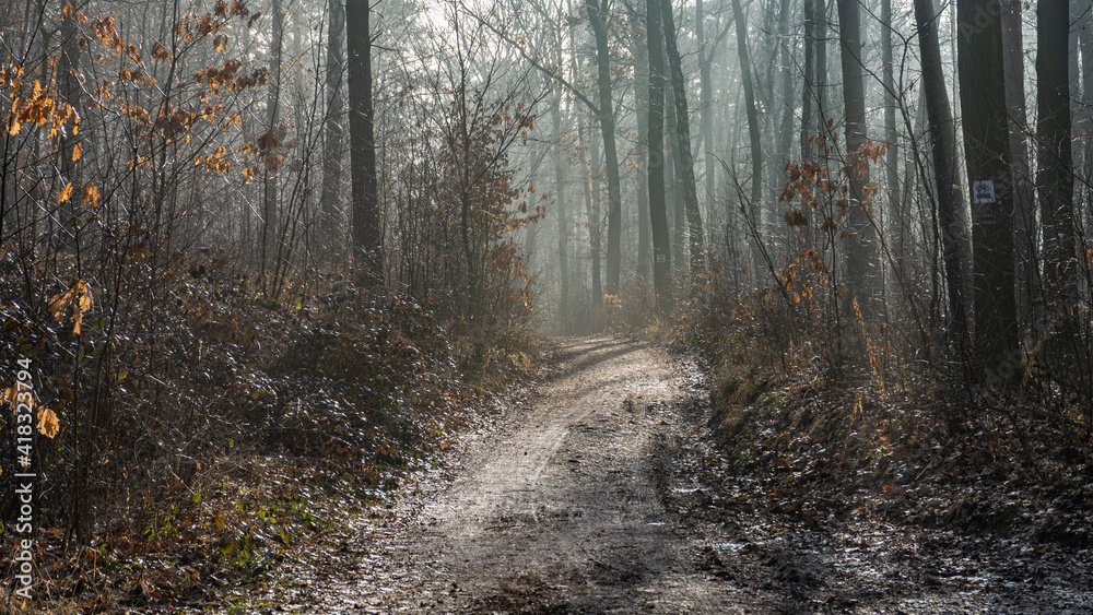 ścieżka w lesie zimą w mglisty poranek na Śląsku w Polsce