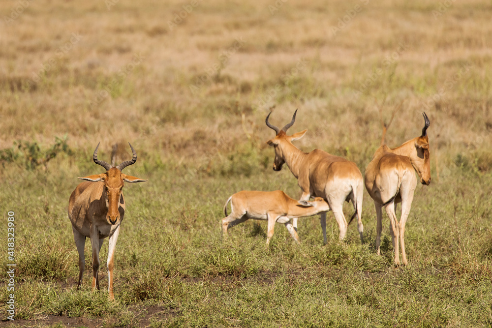 Closeup of Impala image taken on Safari located in the Tarangire, National park, Tanzania. Wild nature of Africa. Closeup of Impala image taken on Safari located in the Tarangire, National park, Tanzania. Wild nature of Africa.