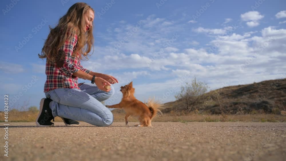 active happy young woman in plaid shirt and jeans training obedience of her little chihuahua dog throwing wooden bone to bring it back on blue sky background
