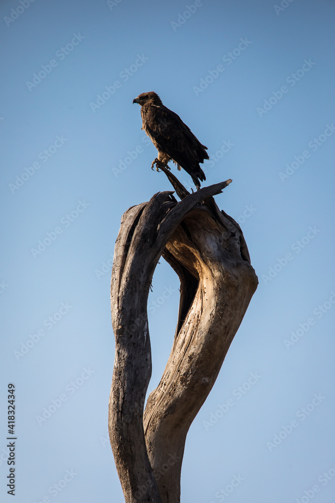 Hawk resting on a tree in Serengeti National Park in Tanzania during safari with blue sky in background Hawk resting on a tree in Serengeti National Park in Tanzania during safari with blue sky in background
