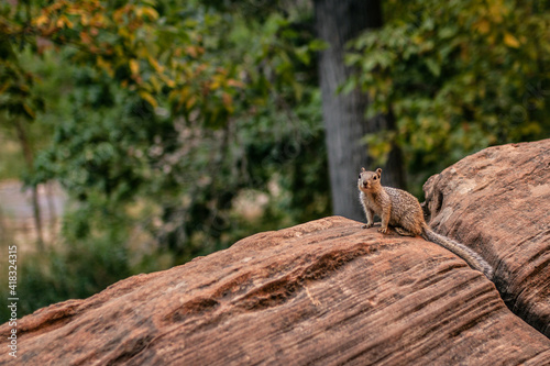 Close up of one squirrel standing on sandstone rock and looking to camera in Zion national park in Utah, america