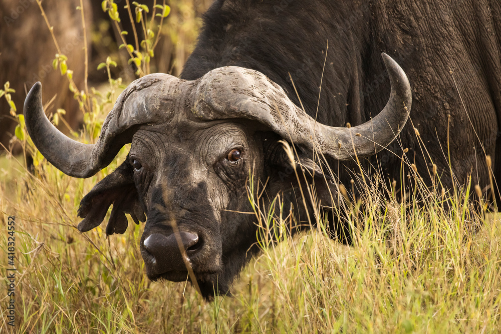 Fototapeta premium Buffalo in the grass staring to the camera during safari in Serengeti National Park in Tanzani. Wilde nature of Africa..