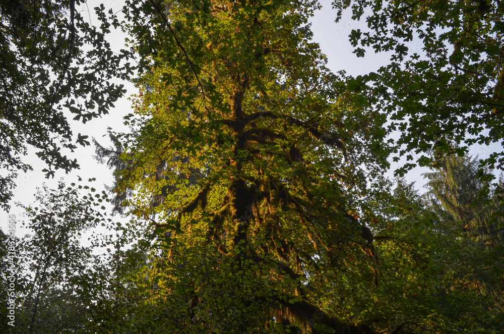 Obraz premium Glowing tree in the sun