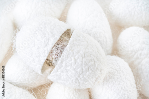 background with white silkworm cocoons shells, source of silk fabric photo