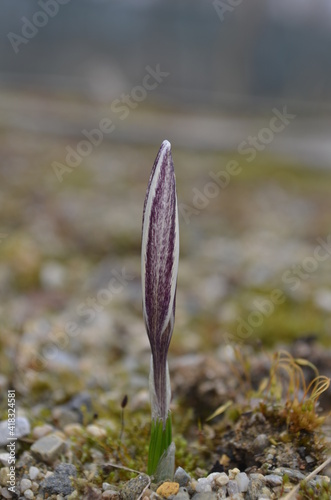 Blooming saffron, Crocus alatavicus, in the garden photo