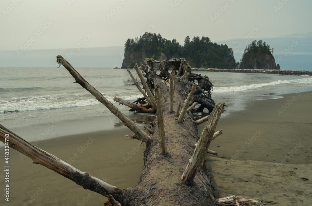 fallen tree on teh shore