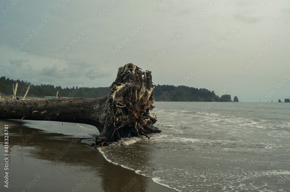 fallen tree on the shore