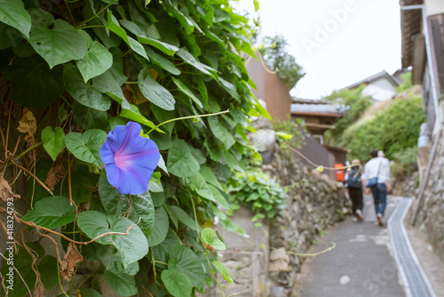 Tourists walking through alleyway in Ogijima Island, Kagawa, Japan　香川県・男木島 路地裏の坂道を歩く観光客 石垣に咲く花 photo