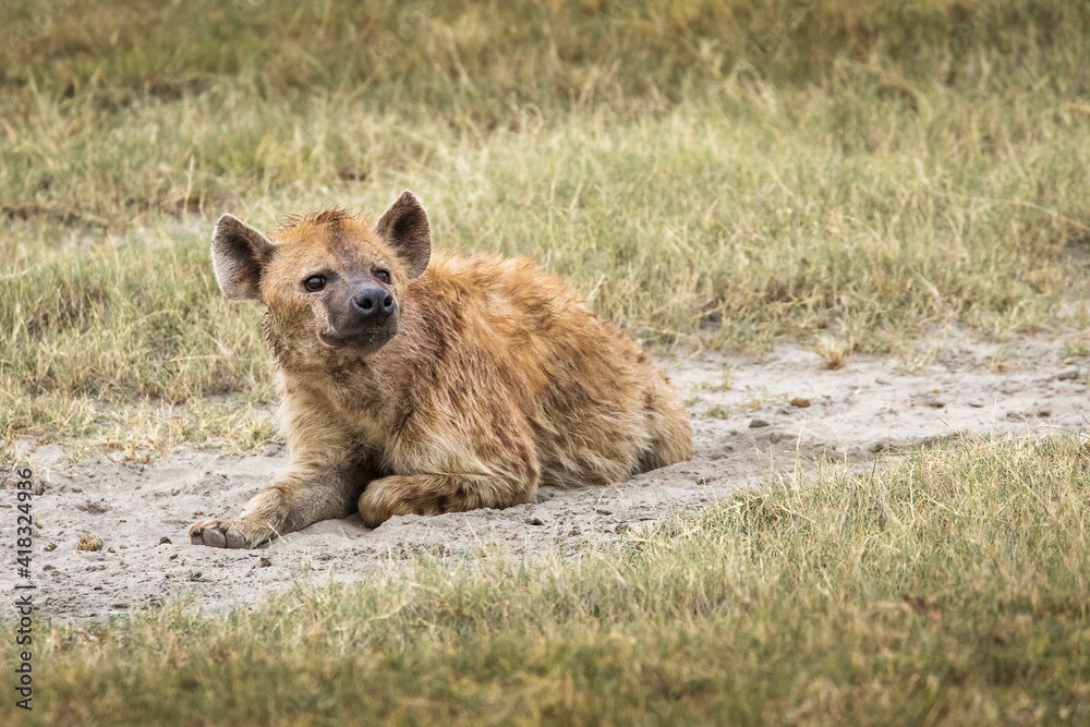 Hyena in the grass during safari in National Park of Serengeti, Tanzania. Wild nature of Africa. Hyena in the grass during safari in National Park of Serengeti, Tanzania. Wild nature of Africa.