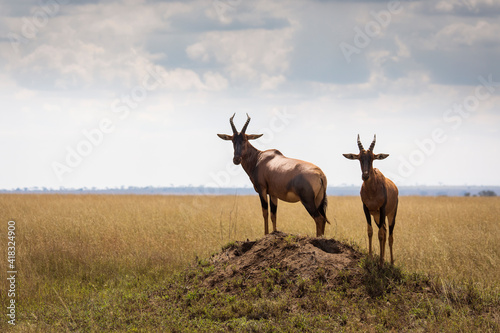 Closeup of Impala image taken on Safari located in the Serengeti  National park  Tanzania. Wild nature of Africa..