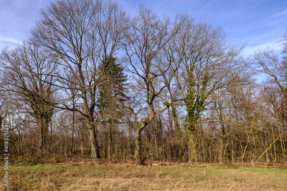 Baumgruppe am Feldrand zur landwirtschaftlichen Nutzfläche Baumgruppe am Feldrand zur landwirtschaftlichen Nutzfläche