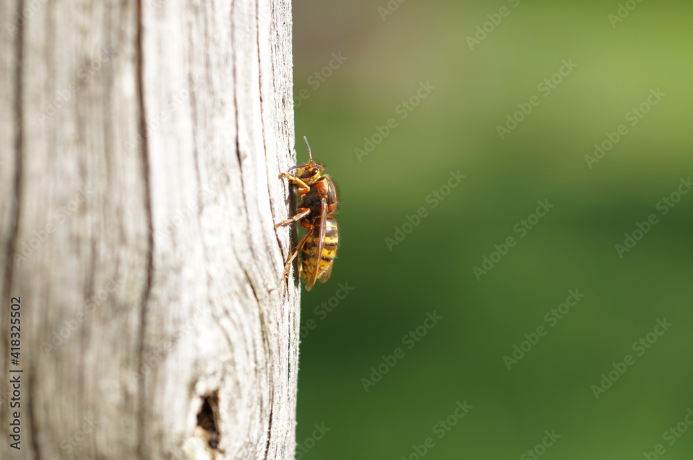 Apis mellifera, european honey bee sitting on wood, taking a break and enjoying sun Apis mellifera, european honey bee sitting on wood, taking a break and enjoying sun