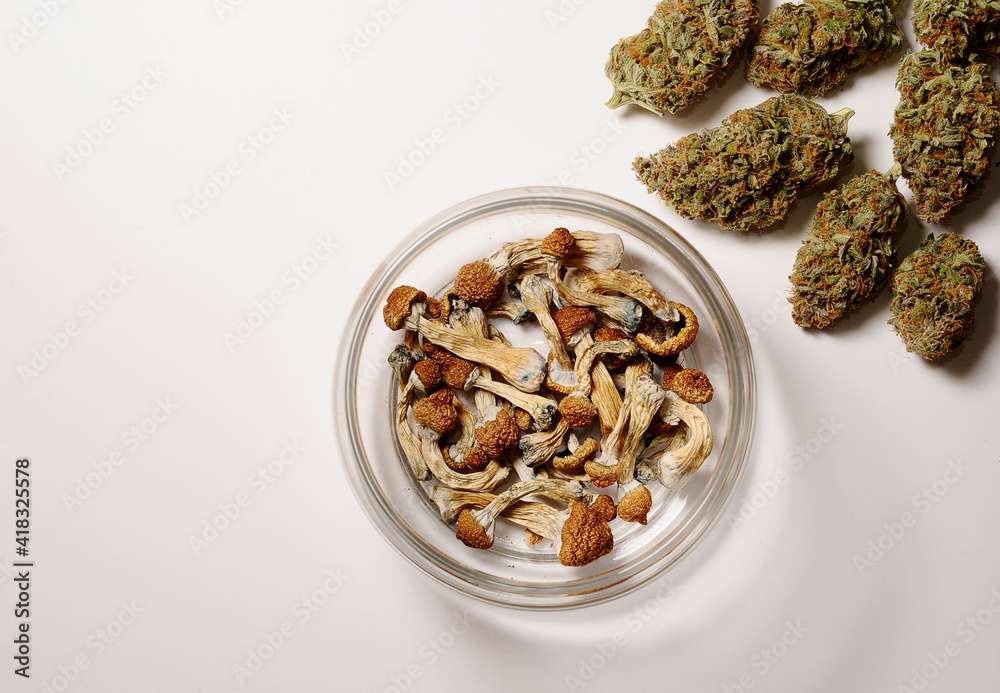 Microdosing concept. Dry psilocybin mushrooms and Marijuana buds in storage jar on white background. Psychedelic experience. Hemp recreation, medical usage, legalization.