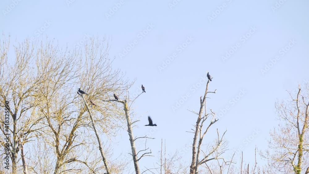 Birds on top of a tree and one of them taking off in slow motion Birds on top of a tree and one of them taking off in slow motion