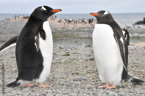 Communication between two Gentoo Penguin (Pygoscelis papua), Carlini Base, Antarctica