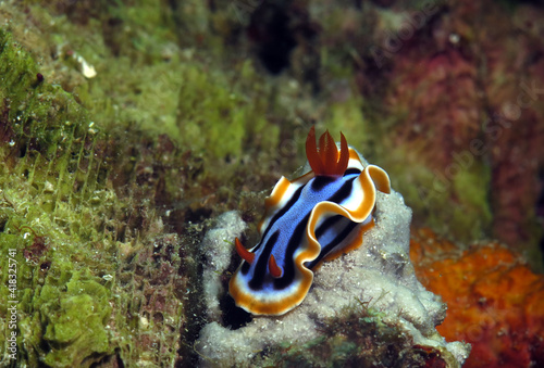 Fotografie A Chromodoris Annae nudibranch on corals Cebu Philippines