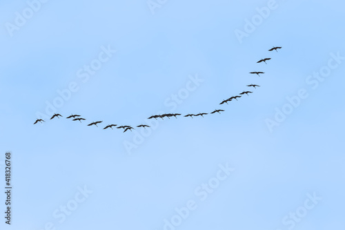 Eurasian cranes migrating during spring or autumn. Flying in V shape formation for better aerodynamics
