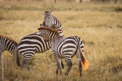 African zebras at beautiful landscape during sunrise safari in the Serengeti National Park. Tanzania. Wild nature of Africa..