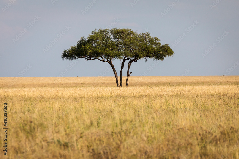 Beautiful single tree in landscape during safari in Serengeti National Park of Tanzania. Wilde nature of Africa