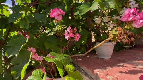 beautiful flowers and plants in the garden on a summer sunny day. smooth camera movement