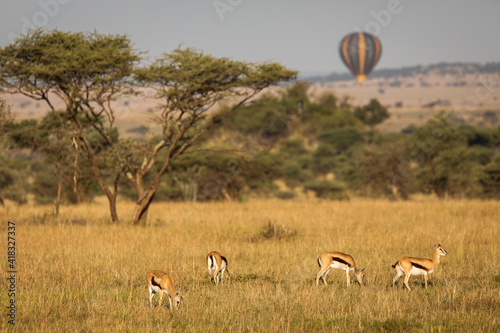 Closeup of Impala image taken on Safari located in the Tarangire, National park, Tanzania. Wild nature of Africa. Balloon in the background. photo