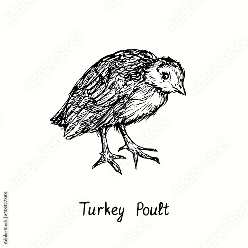 Turkey poult side view. Ink black and white doodle drawing in woodcut outline style. Vector illustration