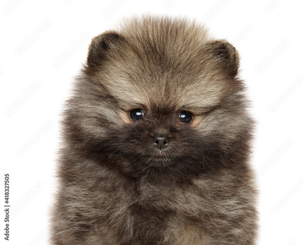 Obraz premium Close-up portrait of a Pomeranian Spitz puppy