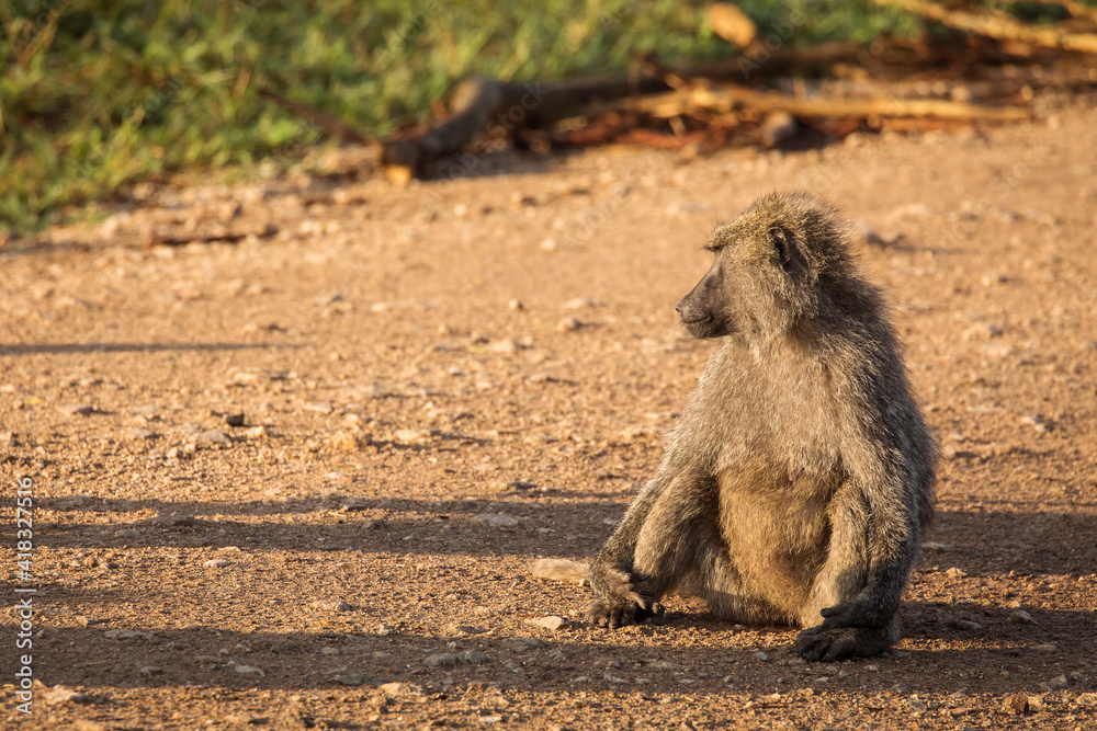 Baboons monkey family on the field during safari in National Park of Serengeti in Tanzania. Wild nature of Africa Baboons monkey family on the field during safari in National Park of Serengeti in Tanzania. Wild nature of Africa