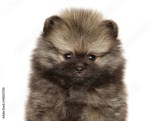 Close-up portrait of a Pomeranian Spitz puppy