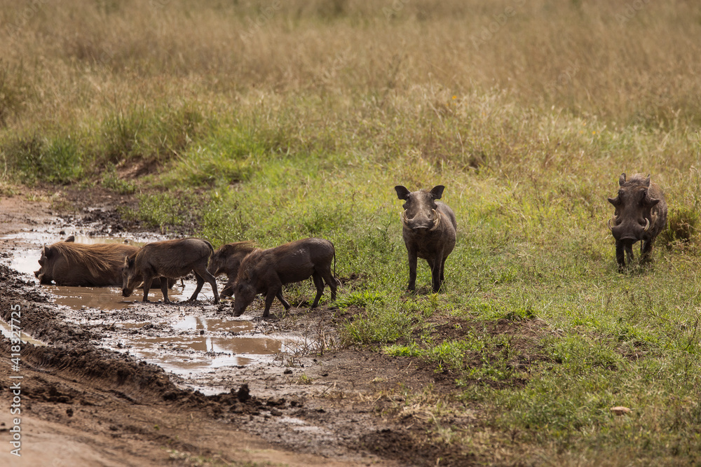 Warthog in mud during safari in Serengeti National Park, Tanzania. Wild nature of Africa. Warthog in mud during safari in Serengeti National Park, Tanzania. Wild nature of Africa.