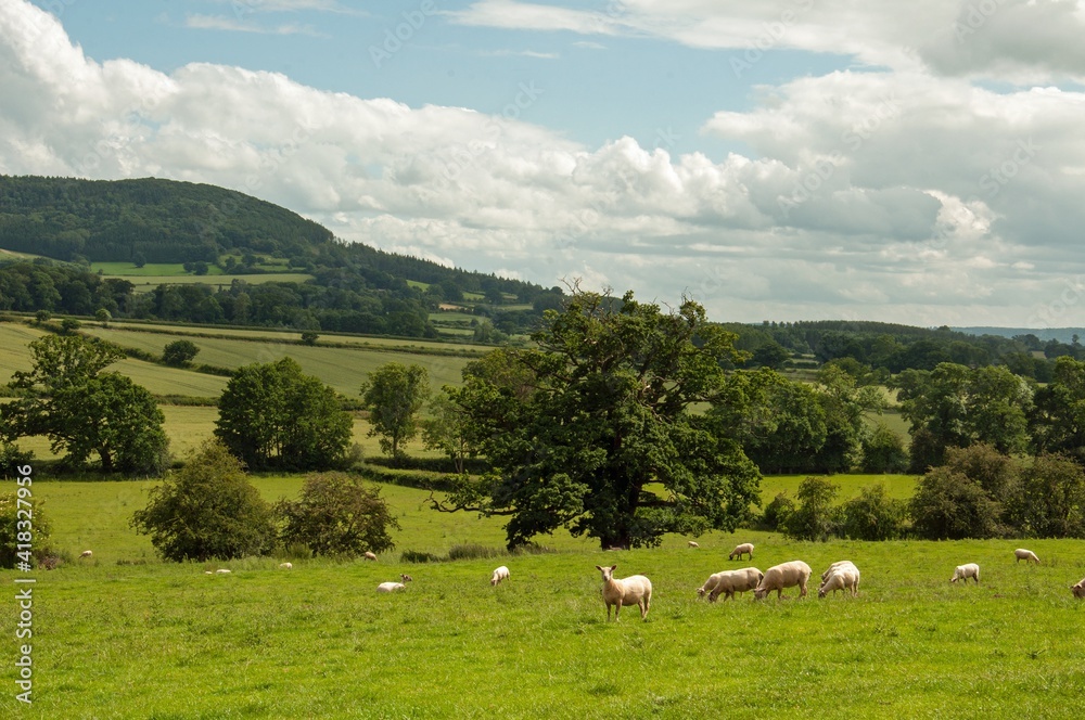 Sheep on the landscape