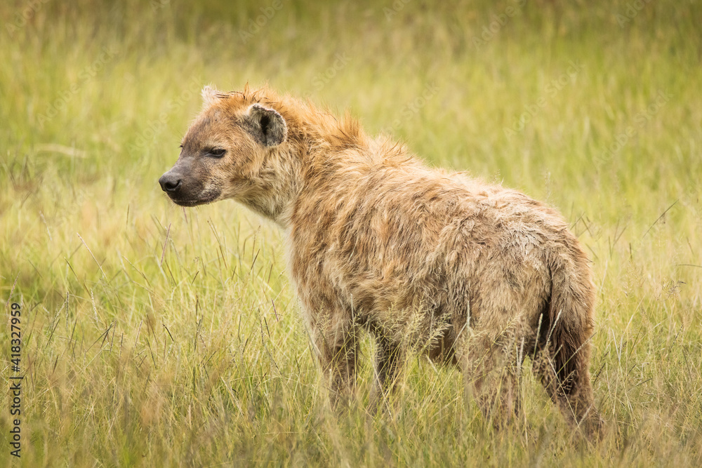 Hyena in the grass during safari in National Park of Ngorongoro, Tanzania. Wild nature of Africa Hyena in the grass during safari in National Park of Ngorongoro, Tanzania. Wild nature of Africa