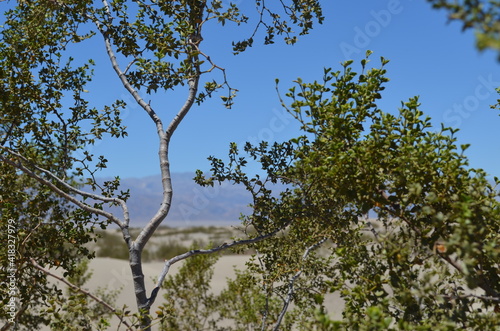 Close-up of tree in the desert