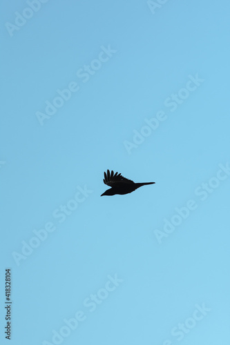 Black silhouette of a crow flying against a bright sunny winter sky above the coastal bay of Polzeath, Cornwall, UK. Looking like a dreamy summer scene - Icon and illustration qualities. photo