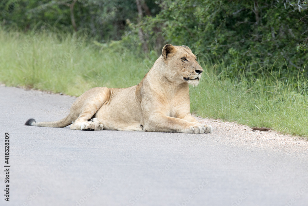 Kruger National Park: Lioness portrait Kruger National Park: Lioness portrait
