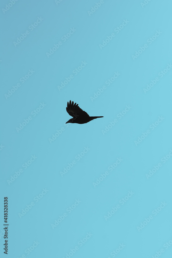 Black silhouette of a crow flying against a bright sunny winter sky above the coastal bay of Polzeath, Cornwall, UK. Looking like a dreamy summer scene - Icon and illustration qualities. Black silhouette of a crow flying against a bright sunny winter sky above the coastal bay of Polzeath, Cornwall, UK. Looking like a dreamy summer scene - Icon and illustration qualities.