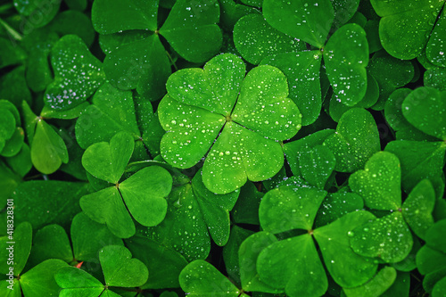 Foto Four-leaf clover stands out against green leaves