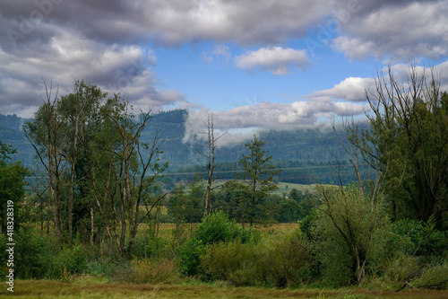 forest in the mountains