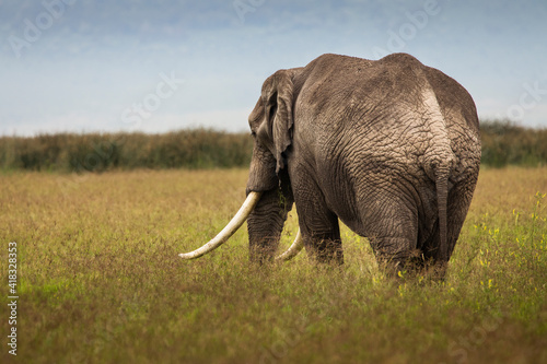 Elephant eating grass during safari in National Park of Ngorongoro  Tanzania.. Wild nature of Africa.