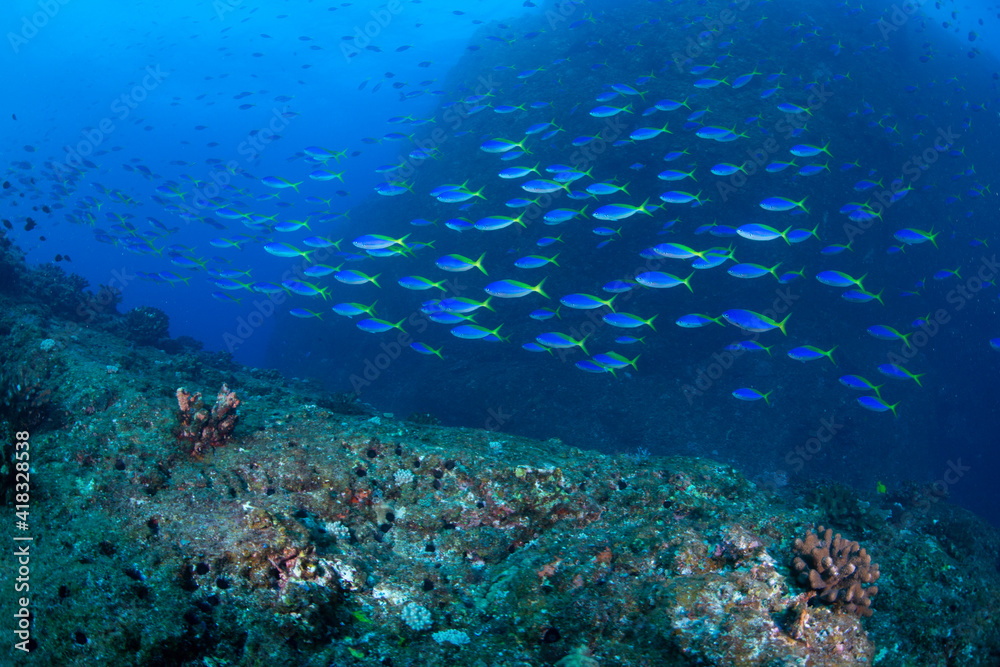 Fototapeta premium coral reef and diver